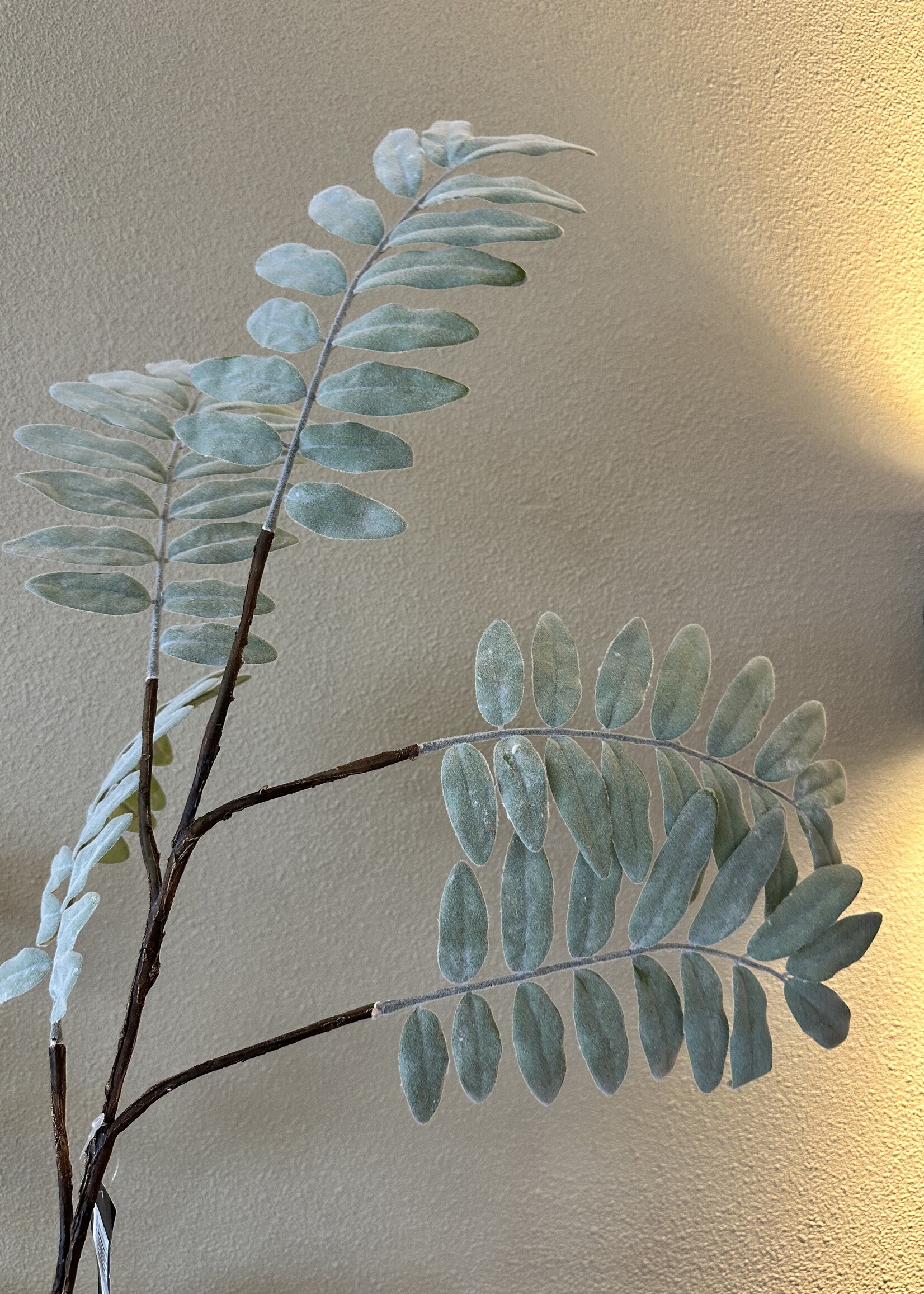 Pterocarya groene tak  31x31x109