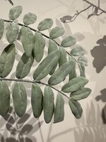 Groene tak met zacht voelbaar blad