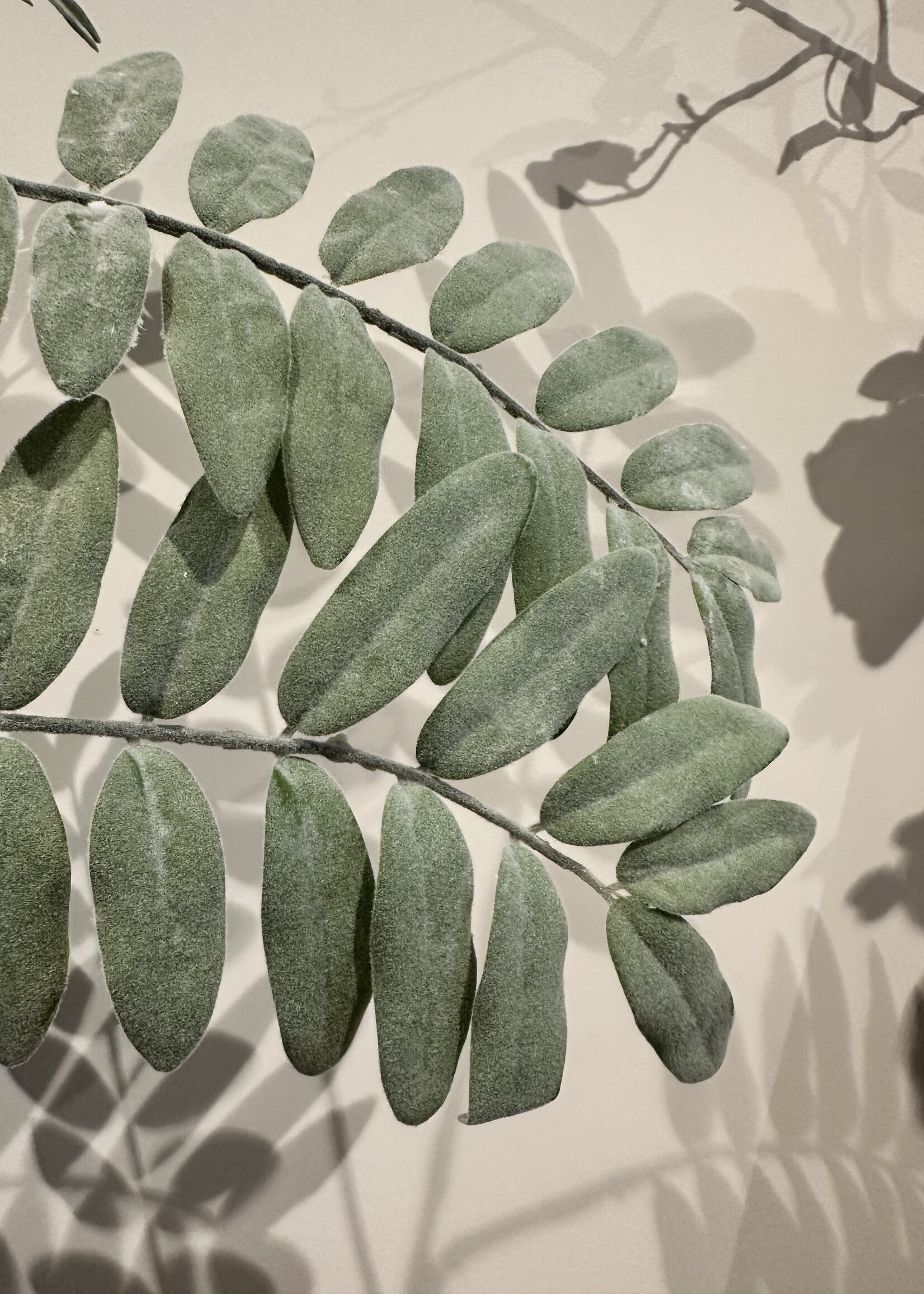 Pterocarya groene tak  31x31x109