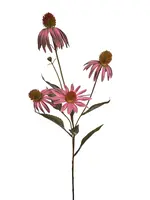 Echinacea bloem,75 cm  brgd/gl