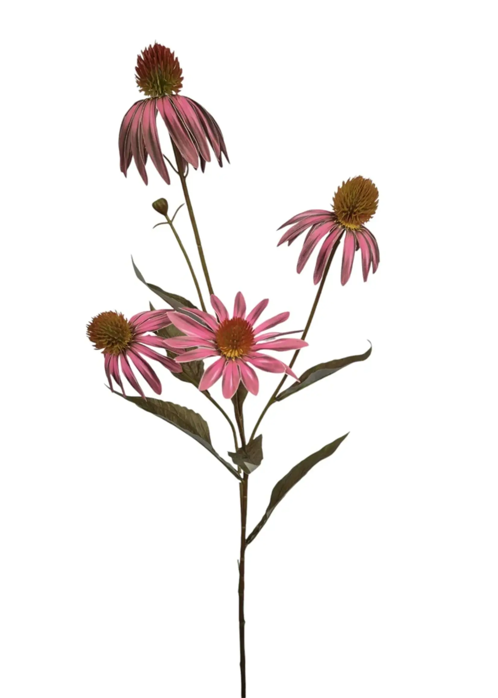 Echinacea bloem, 75 cm  brgd/gl