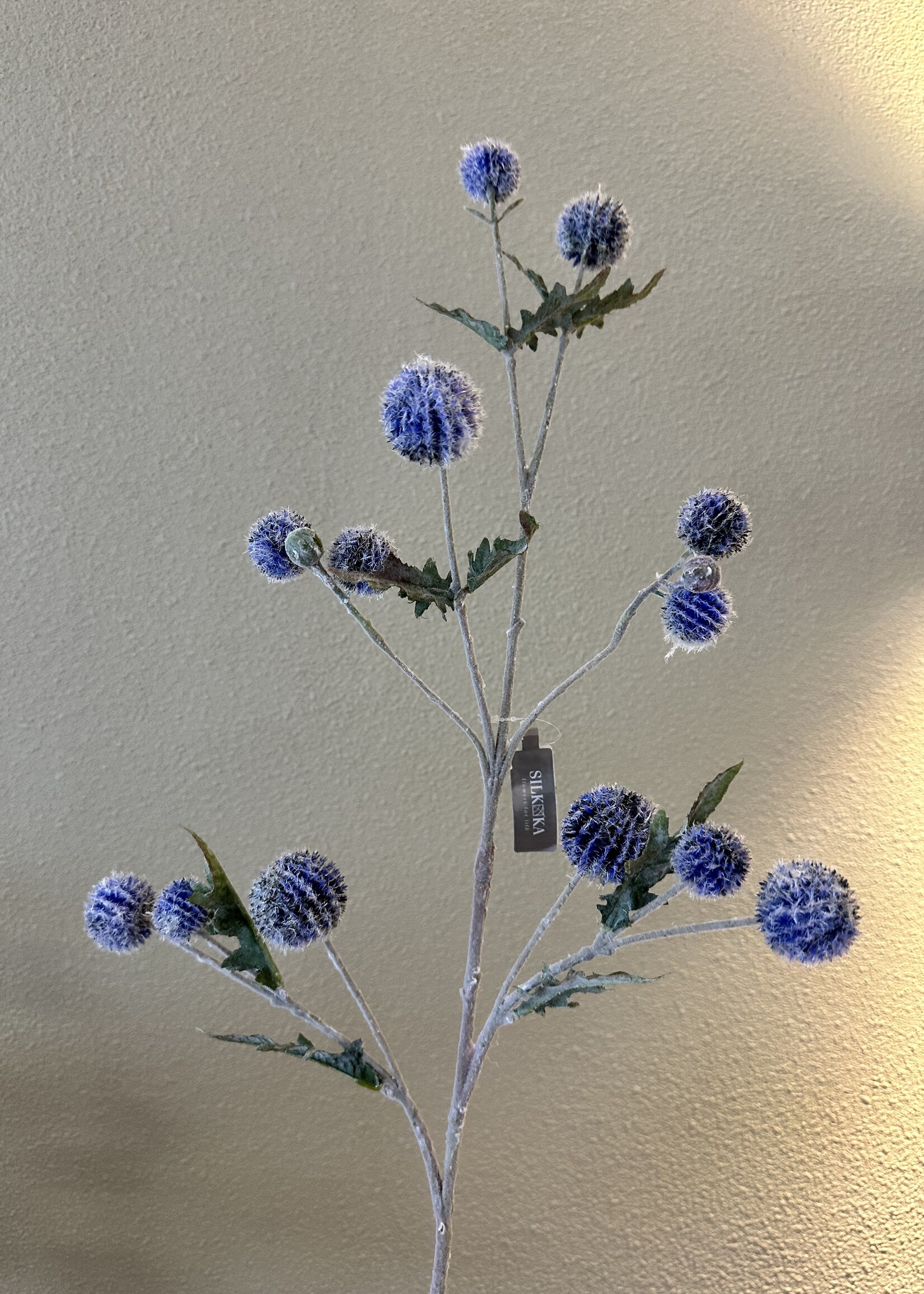 Distel blauw met  licht grauw blad
