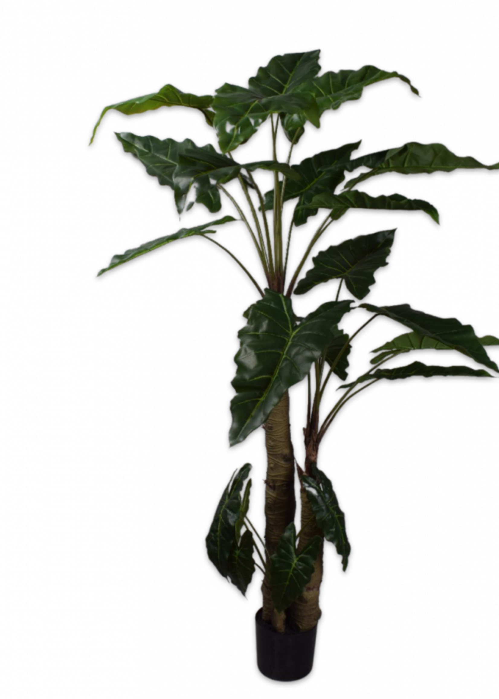 Alocasia Green 182 cm