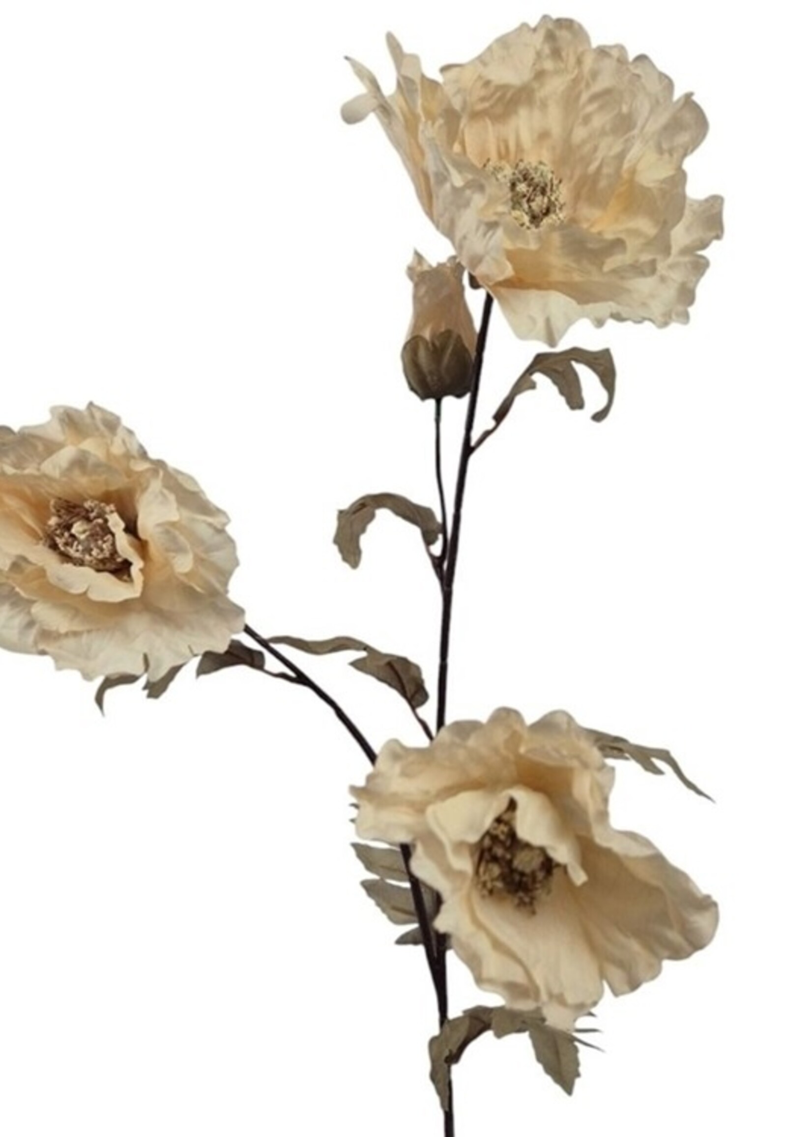 Klaproos cream 110 cm