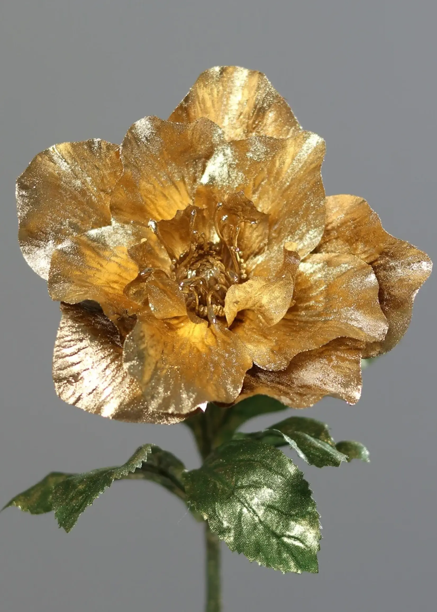 Helleborus  tak  48 cm  gold