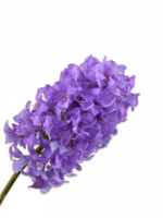 Silk-ka Hyacint Real Touch  Lavendel  79 cm