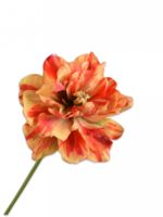 Tulp steel  Ora-Rd  RT   69  cm