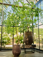 Pachira Grn Boom  180 cm