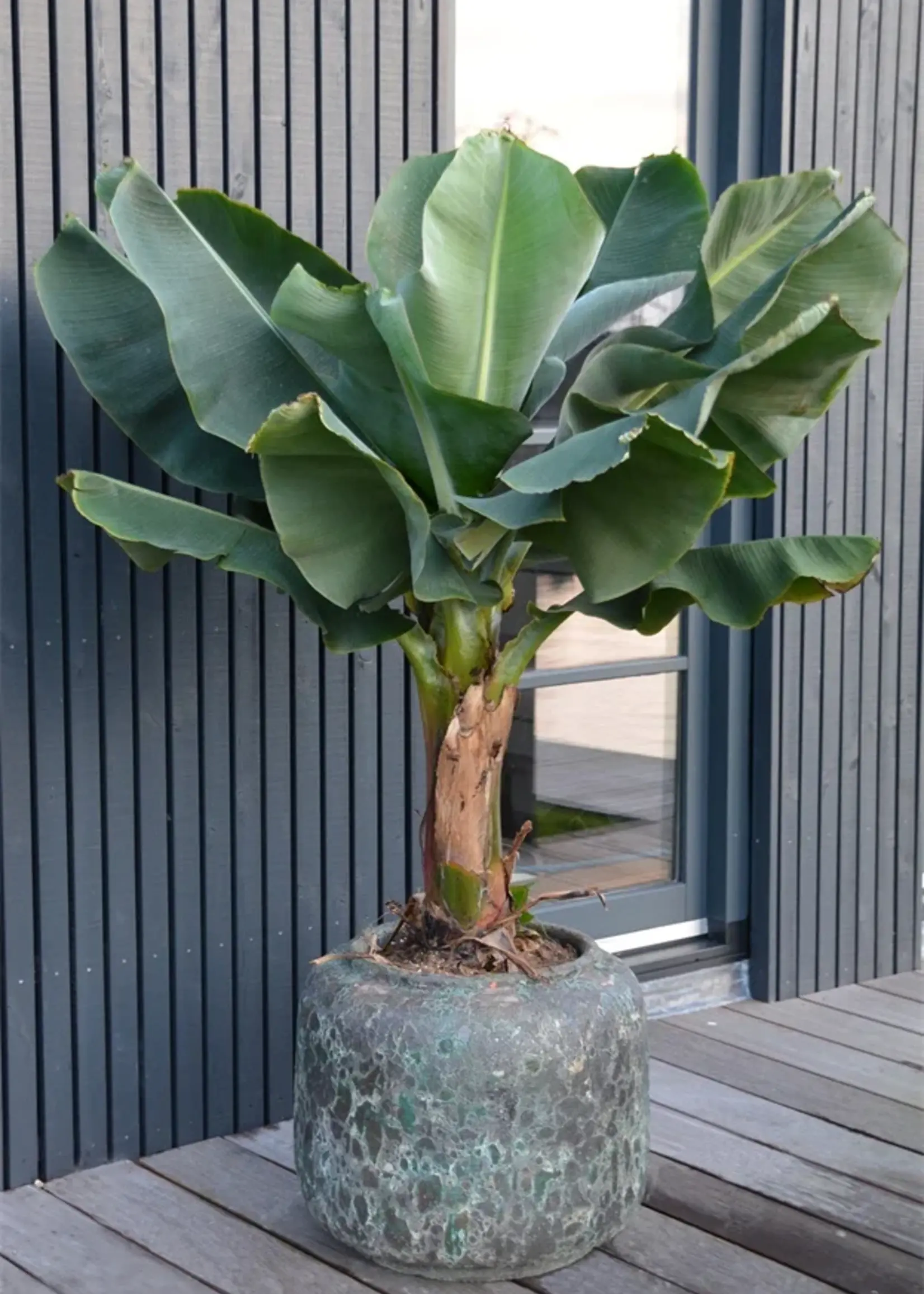 Pot & Vaas Arenal Oceanic Coral   IN-OUTDOOR