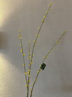 Spirea tak geel  116 cm