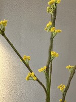 Spirea tak geel  116 cm