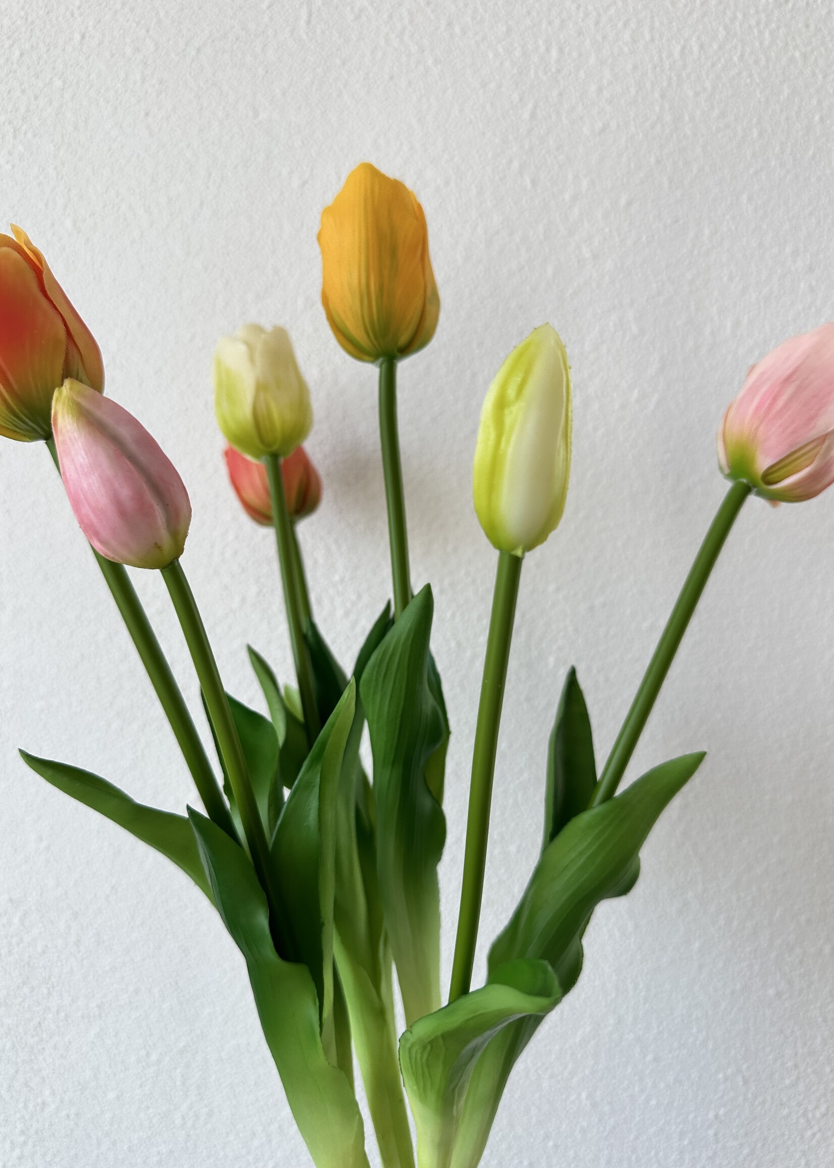 Bosje  mix   tulpen 5 mixed tulpen