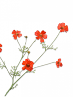 Silk-ka Cosmos tak Ora-rd  77 cm