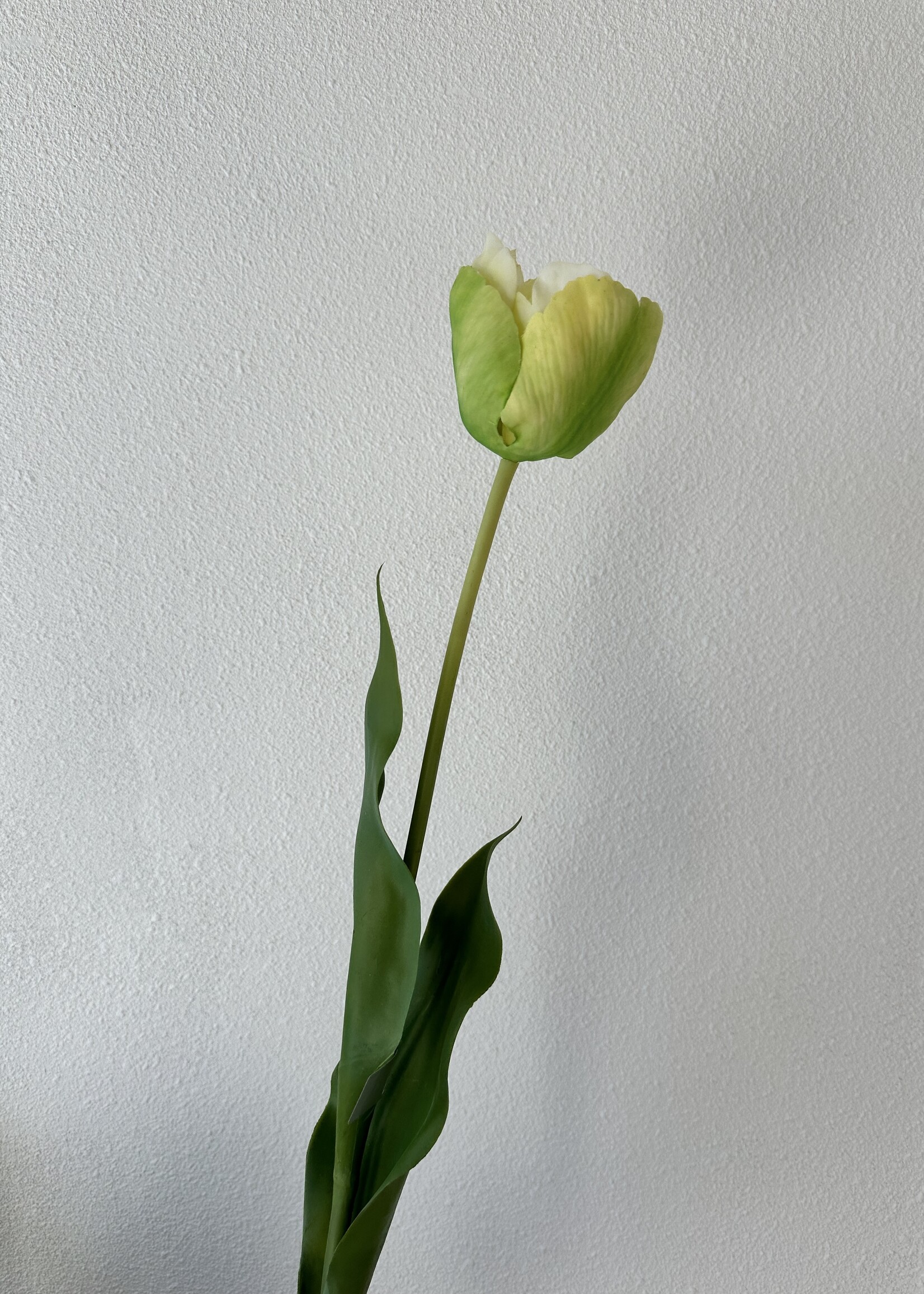 Tulp steel grn/wit  66 cm    3 stuks