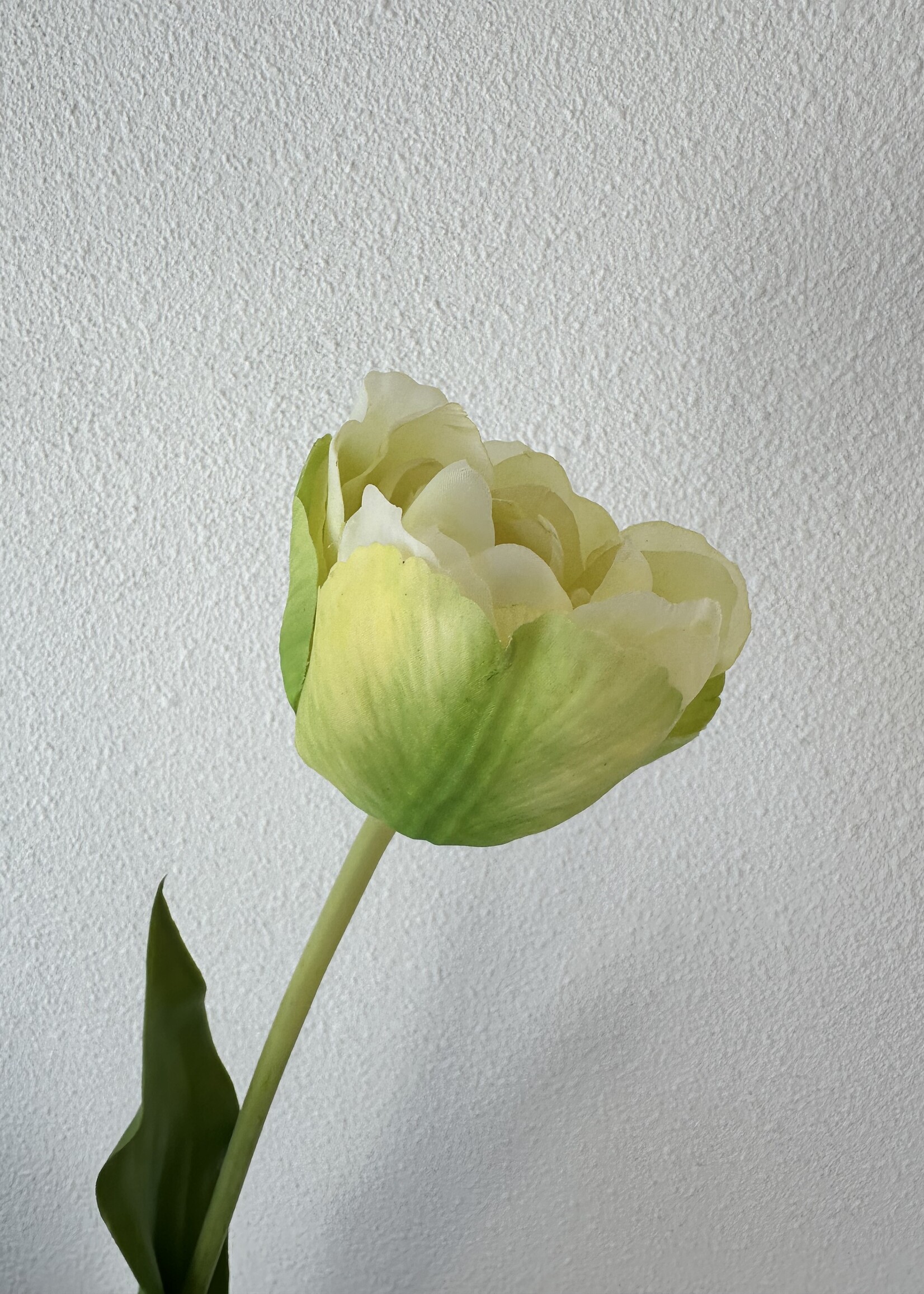 Tulp steel grn/wit  66 cm    3 stuks