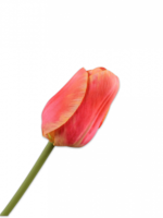 Tulp Steel Orange/Gl   64 cm