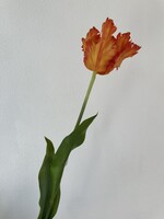 Parkiet Tulp  steel Ora-rd RT  71 cm