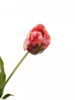 Tulp Steel roze-geel   66 cm