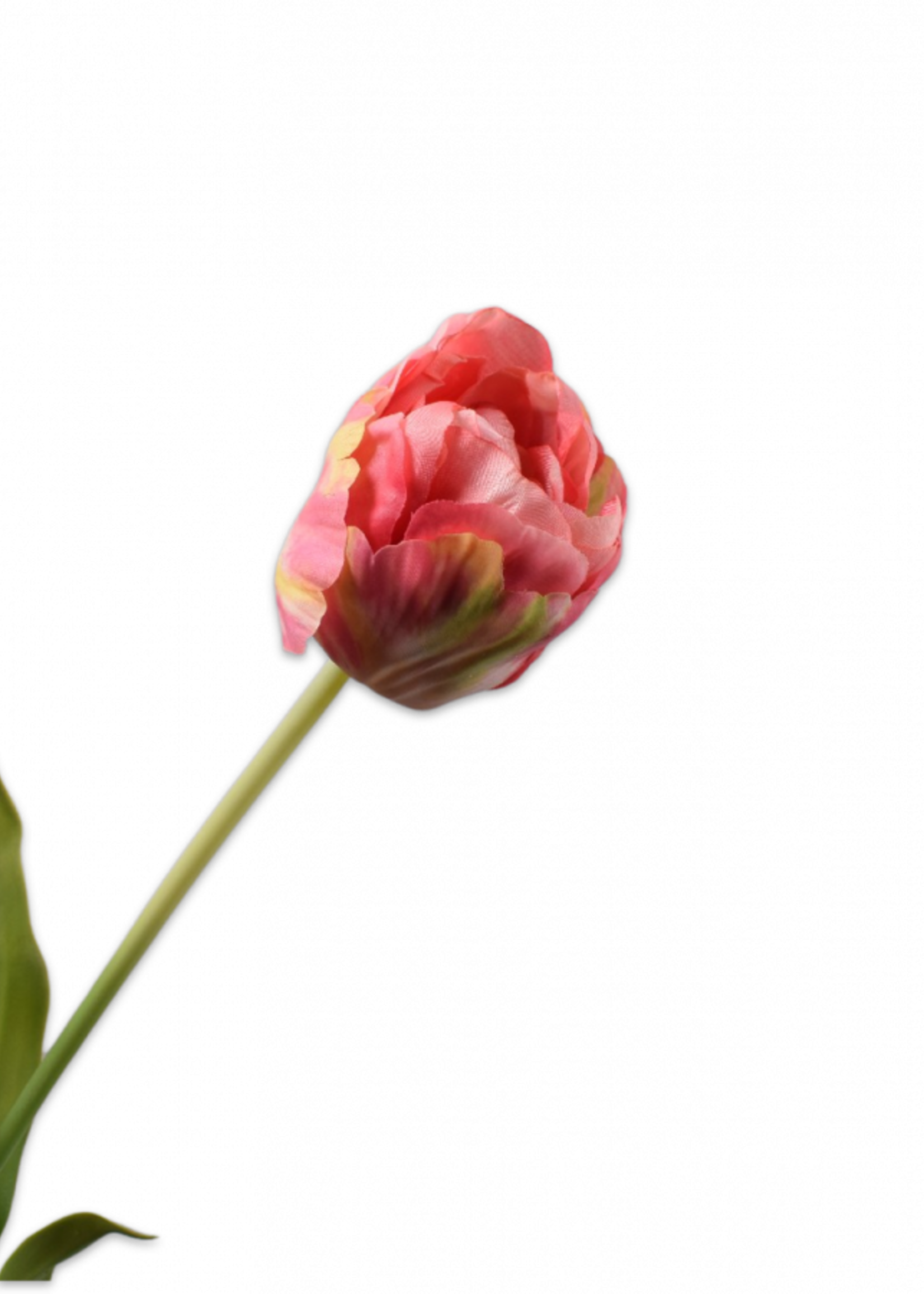 Tulp Steel roze-geel   66 cm
