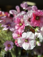 Helleborus  tak licht-roze
