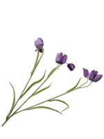 Silk-ka FRITILLARIA Tak Paars 64 cm