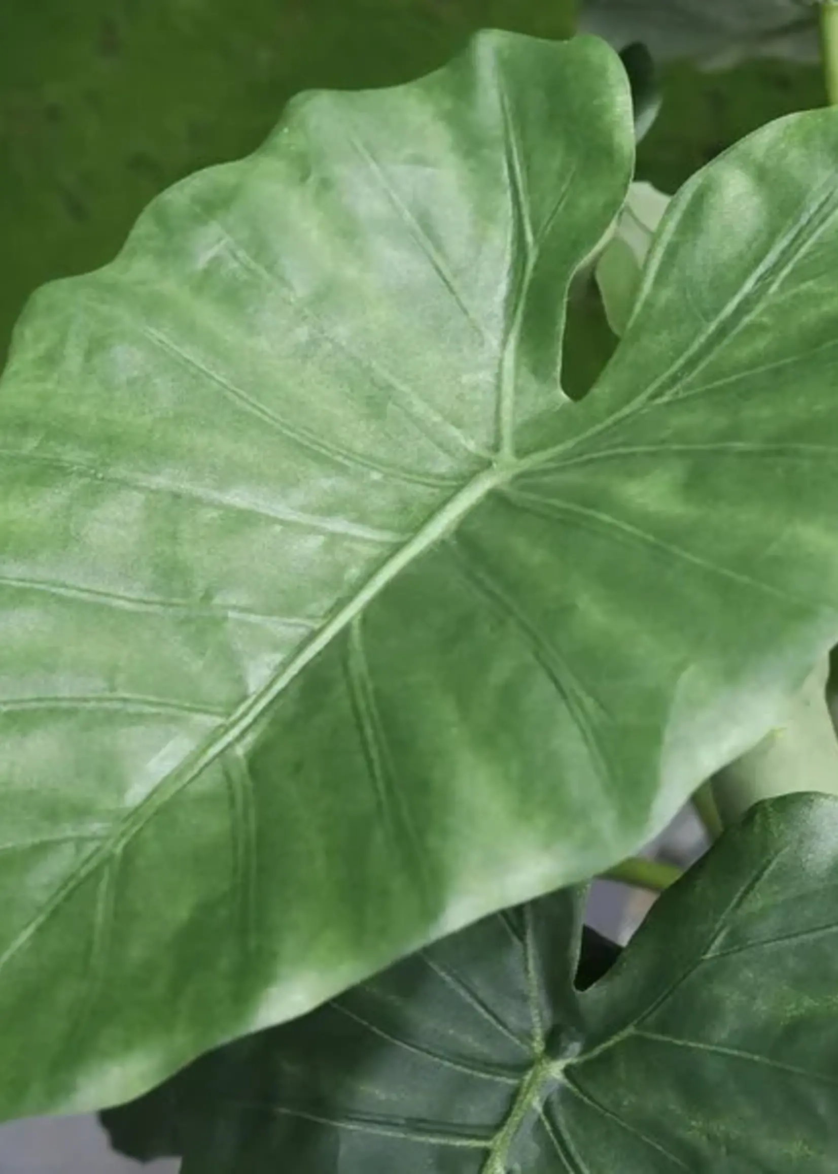 Pot & Vaas Alocasia Calidora Groen