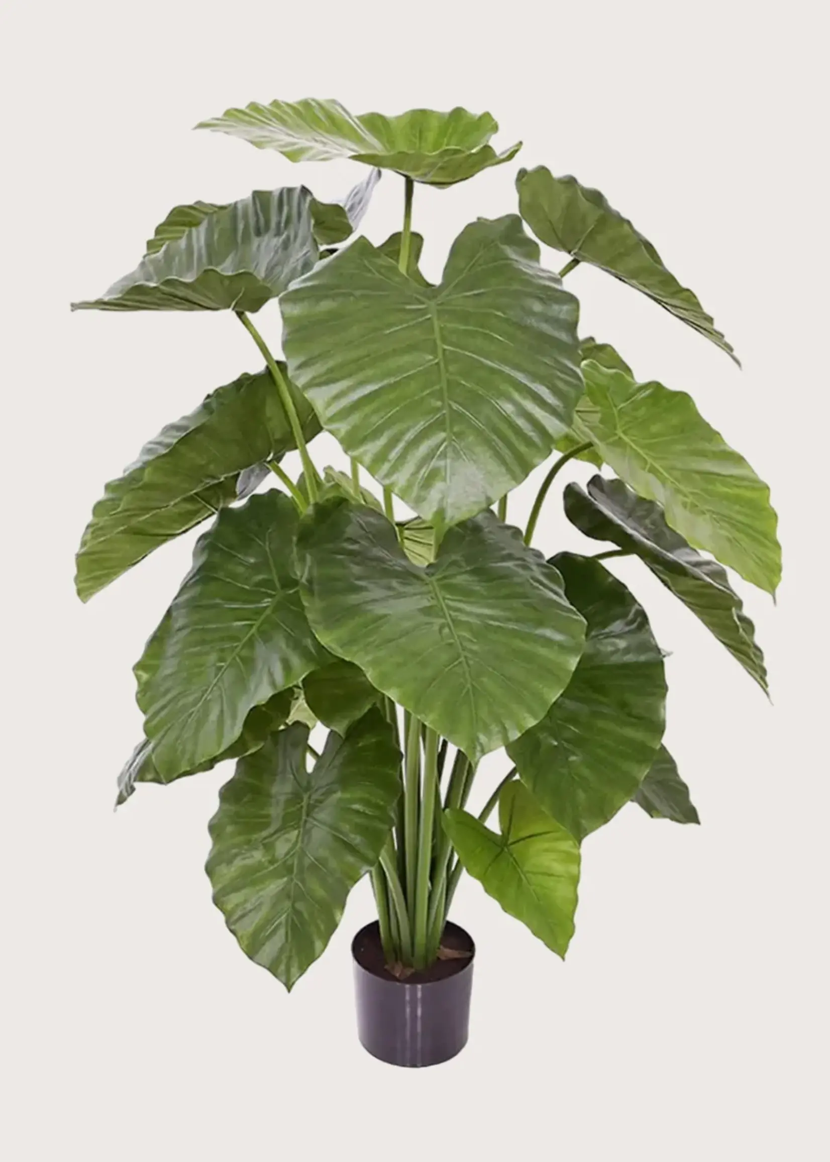 Pot & Vaas Alocasia Calidora Groen