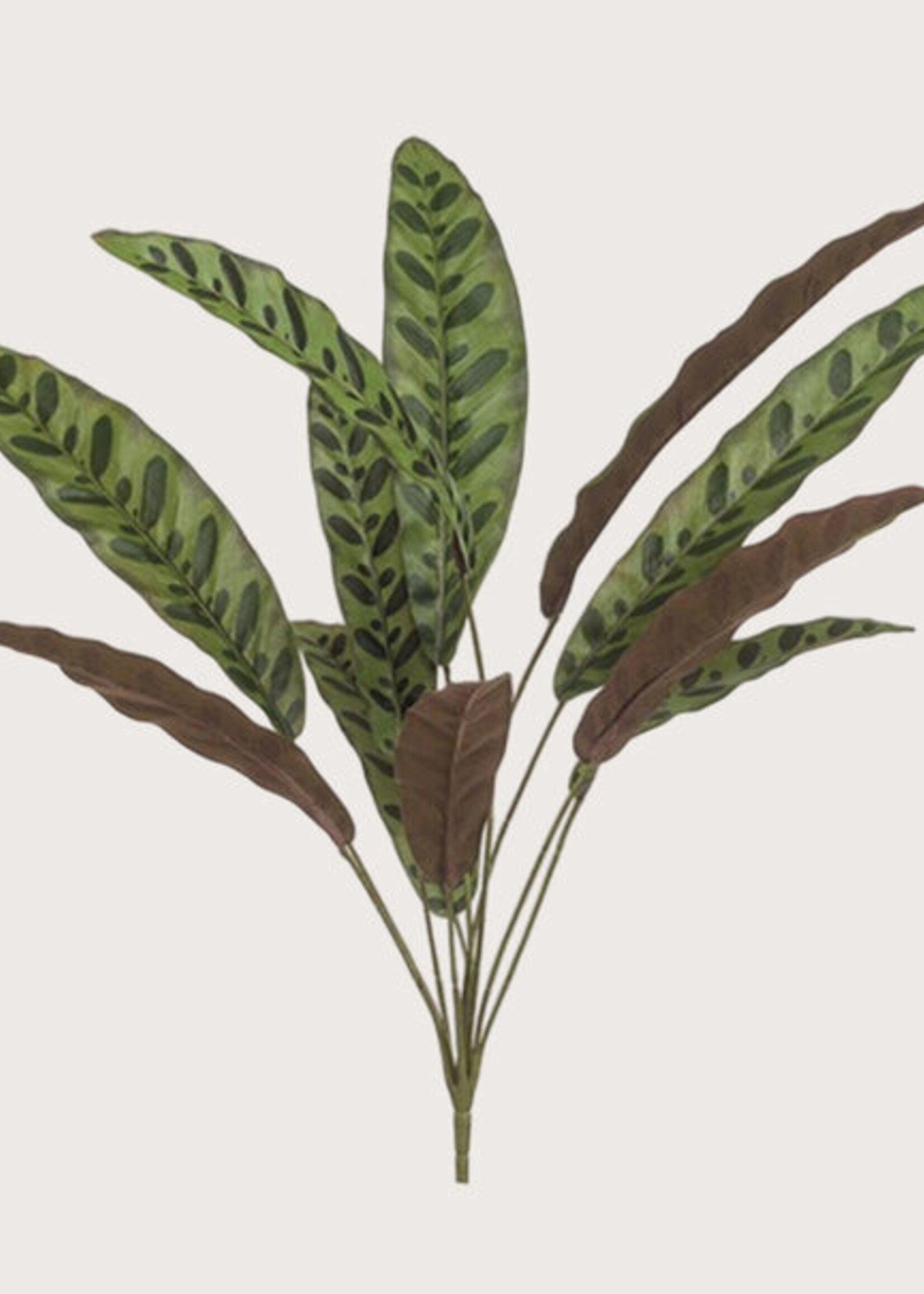 Pot & Vaas Calathea 11-tak - Groen-Bordeaux