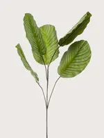 Pot & Vaas Dieffenbachia Bladtak Bont  H110cm