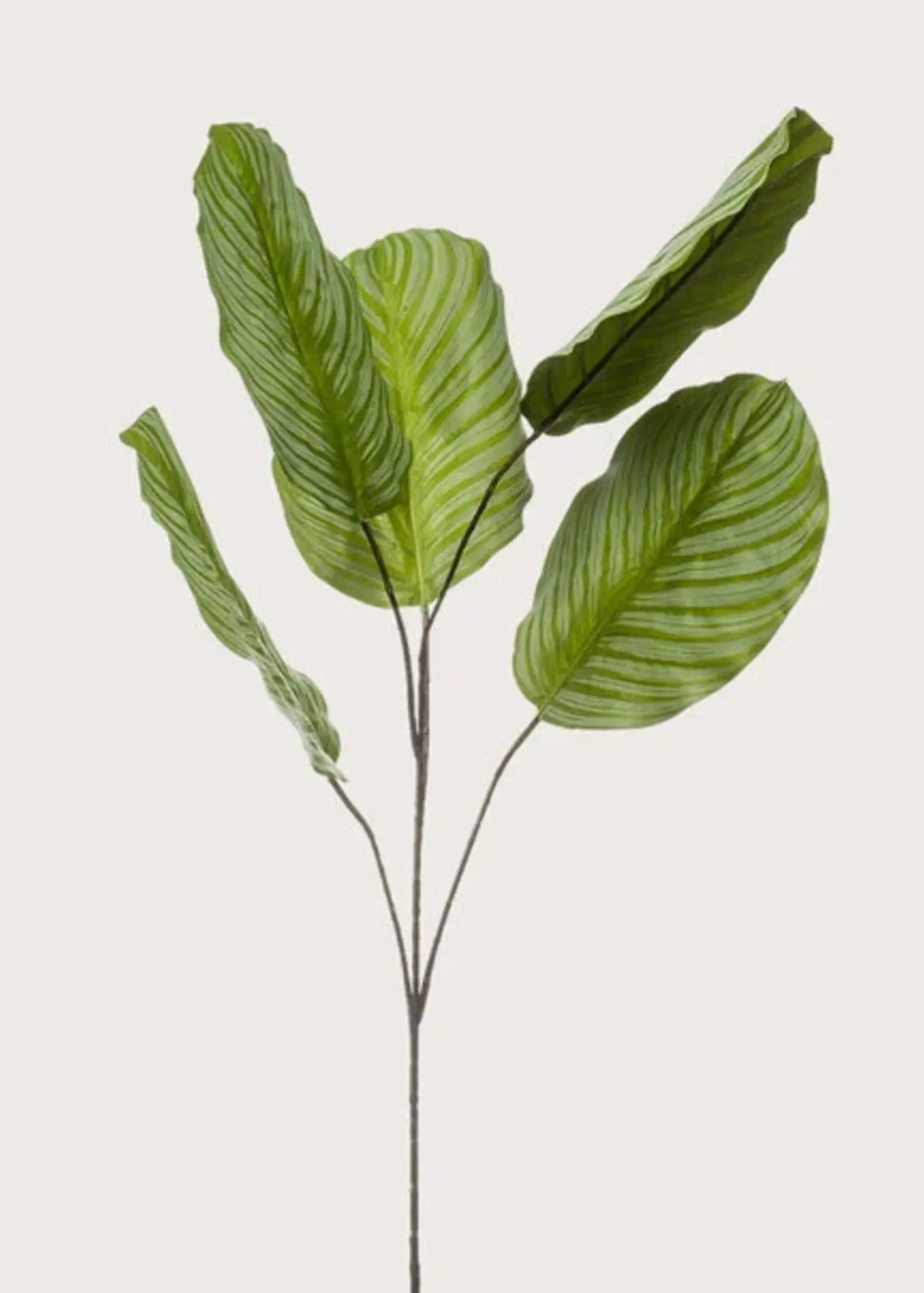 Pot & Vaas Dieffenbachia  Bladtak  Bont   H 110 cm