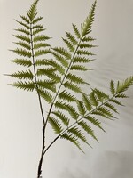 Groentak Varen  90 cm   ( 2 st. )