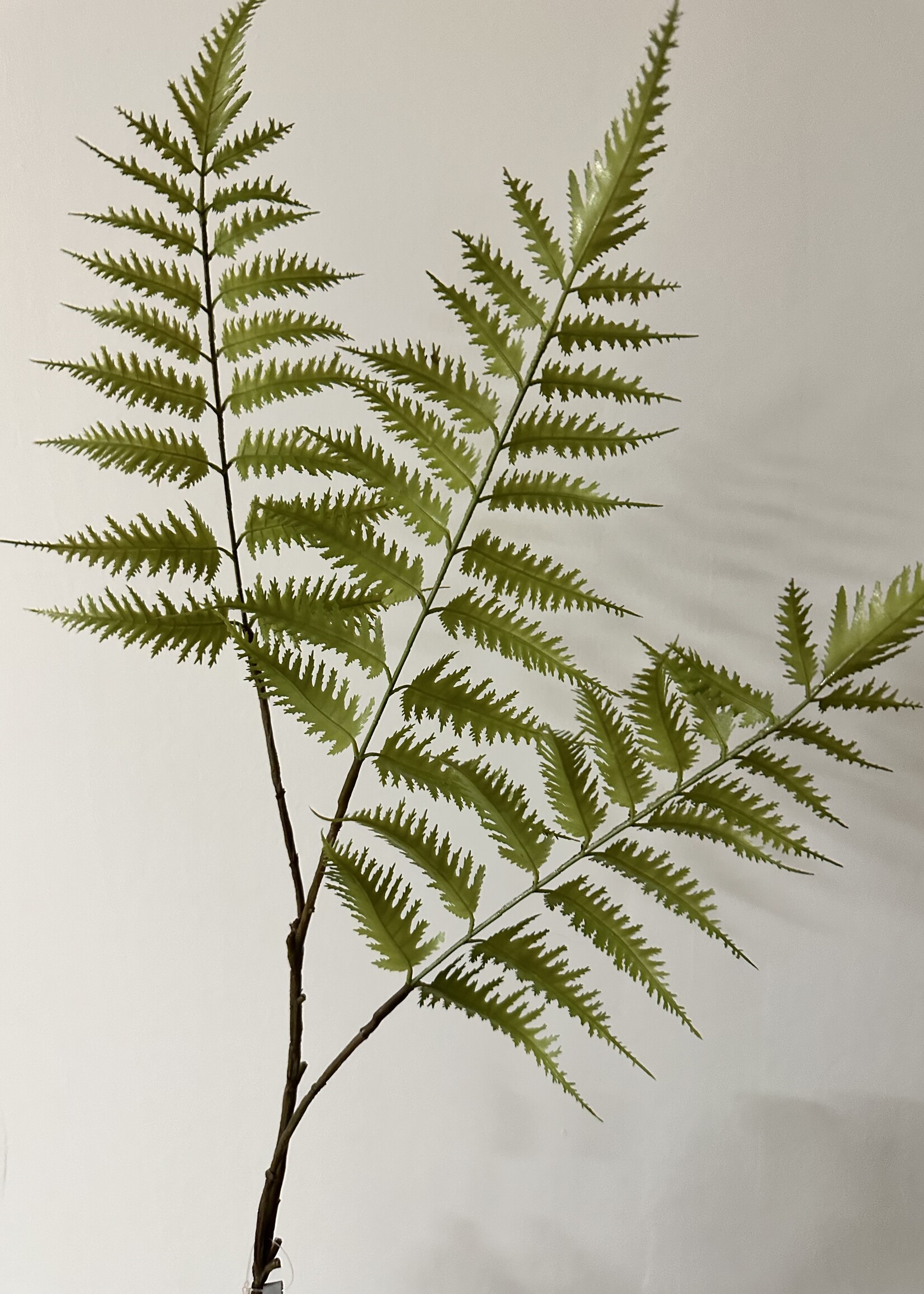 Groentak Varen  90 cm    ( 2 st.)