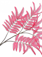 Silk-ka Varen  Tak Beauty   111 cm