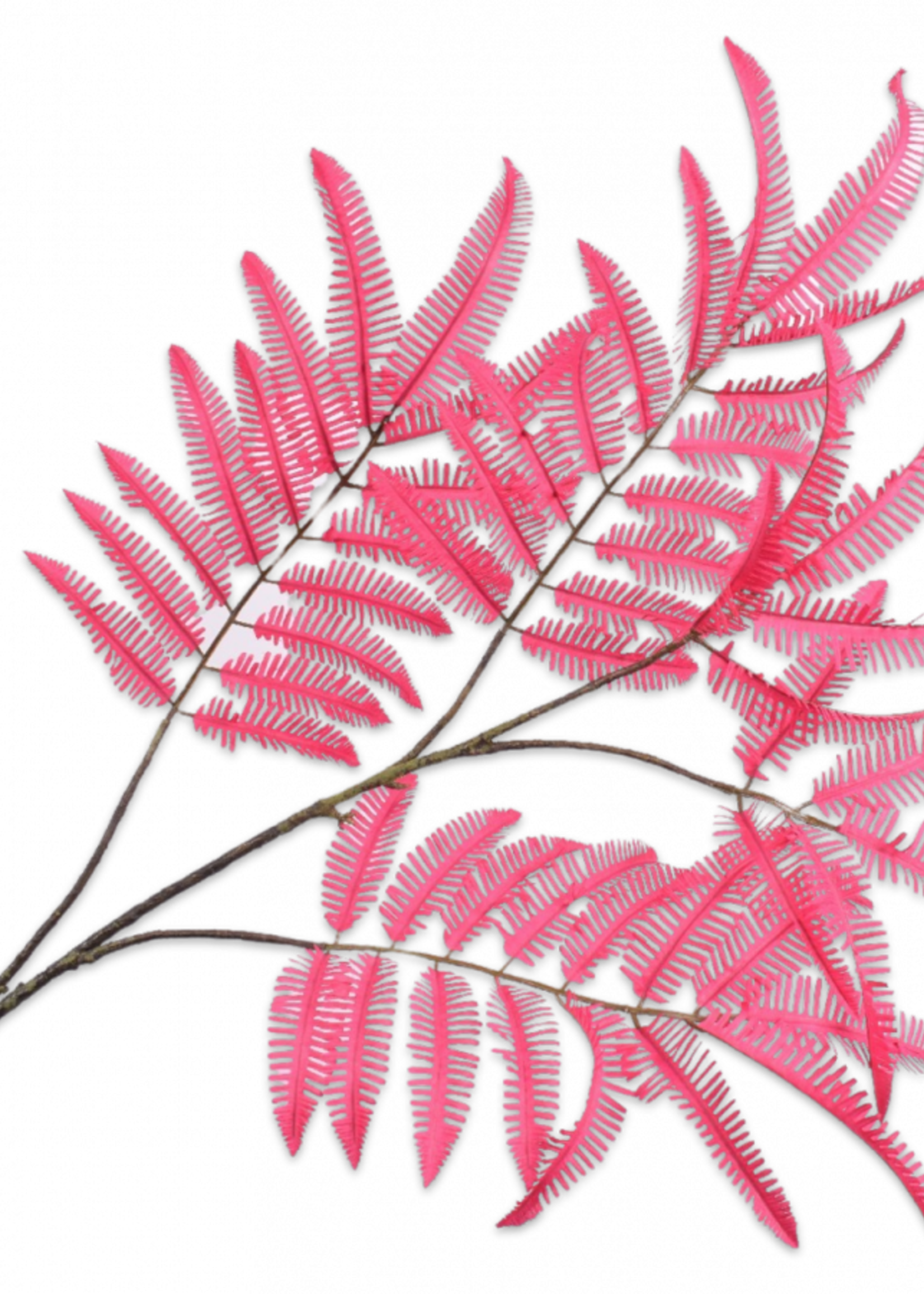 Varen  Tak Beauty   111 cm