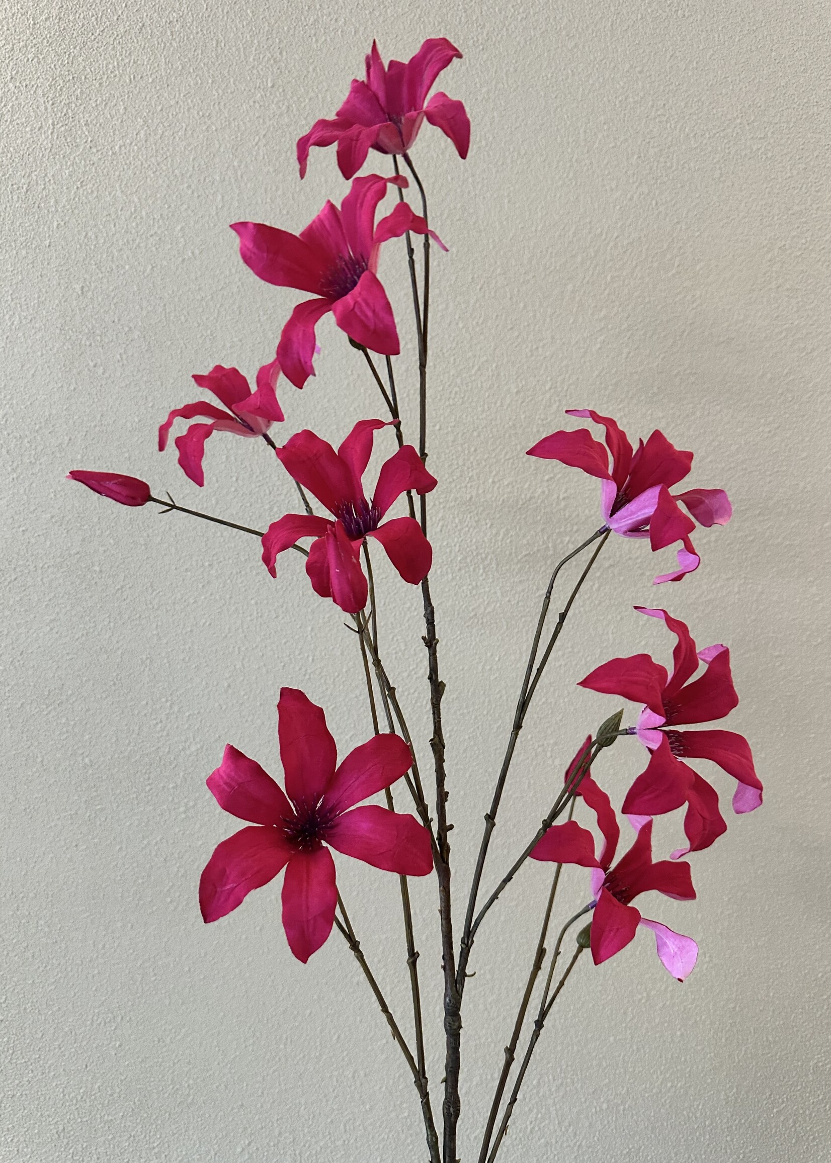 Clematis Tak  Beauty  133 cm
