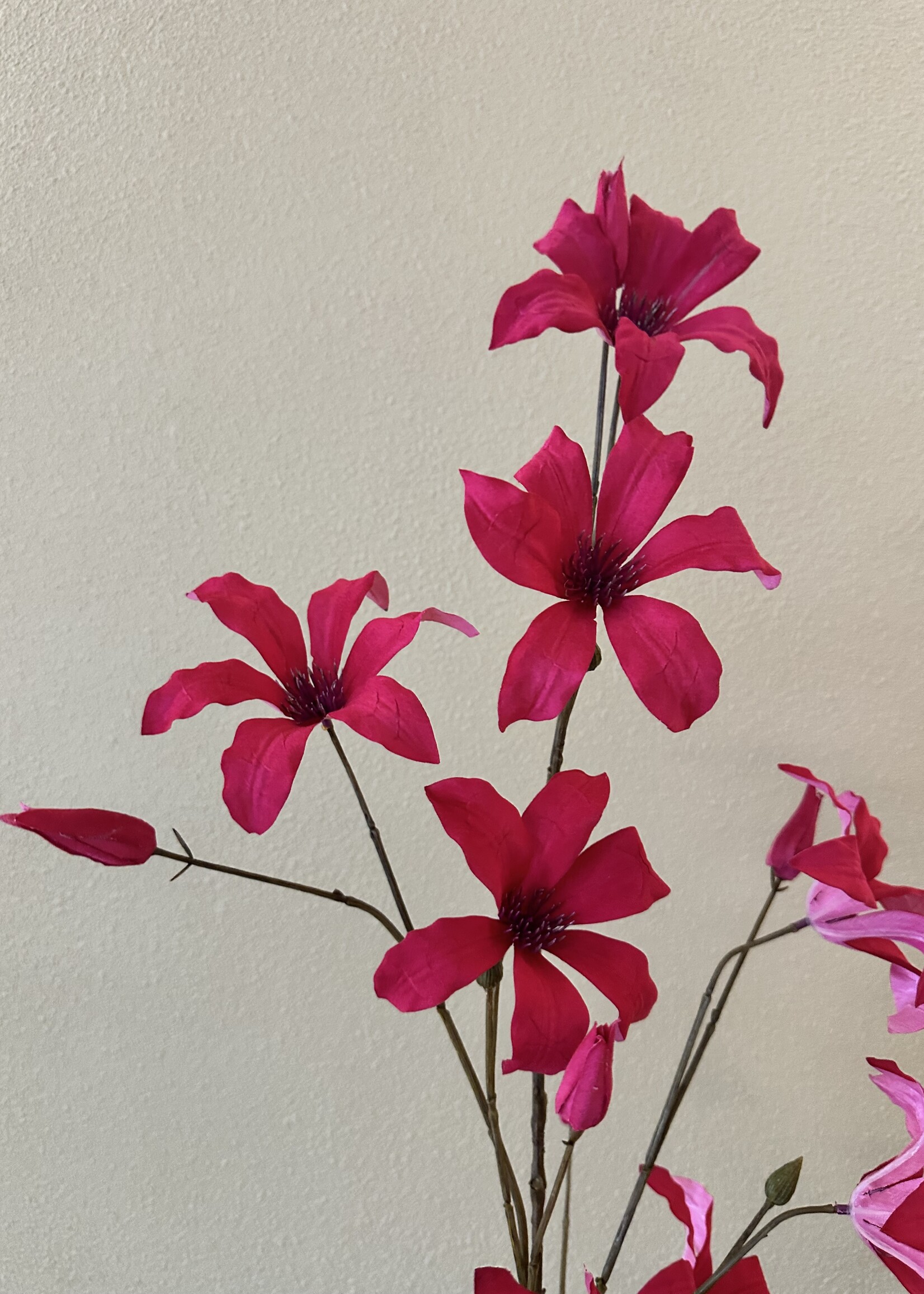 Clematis Tak  Beauty  133 cm