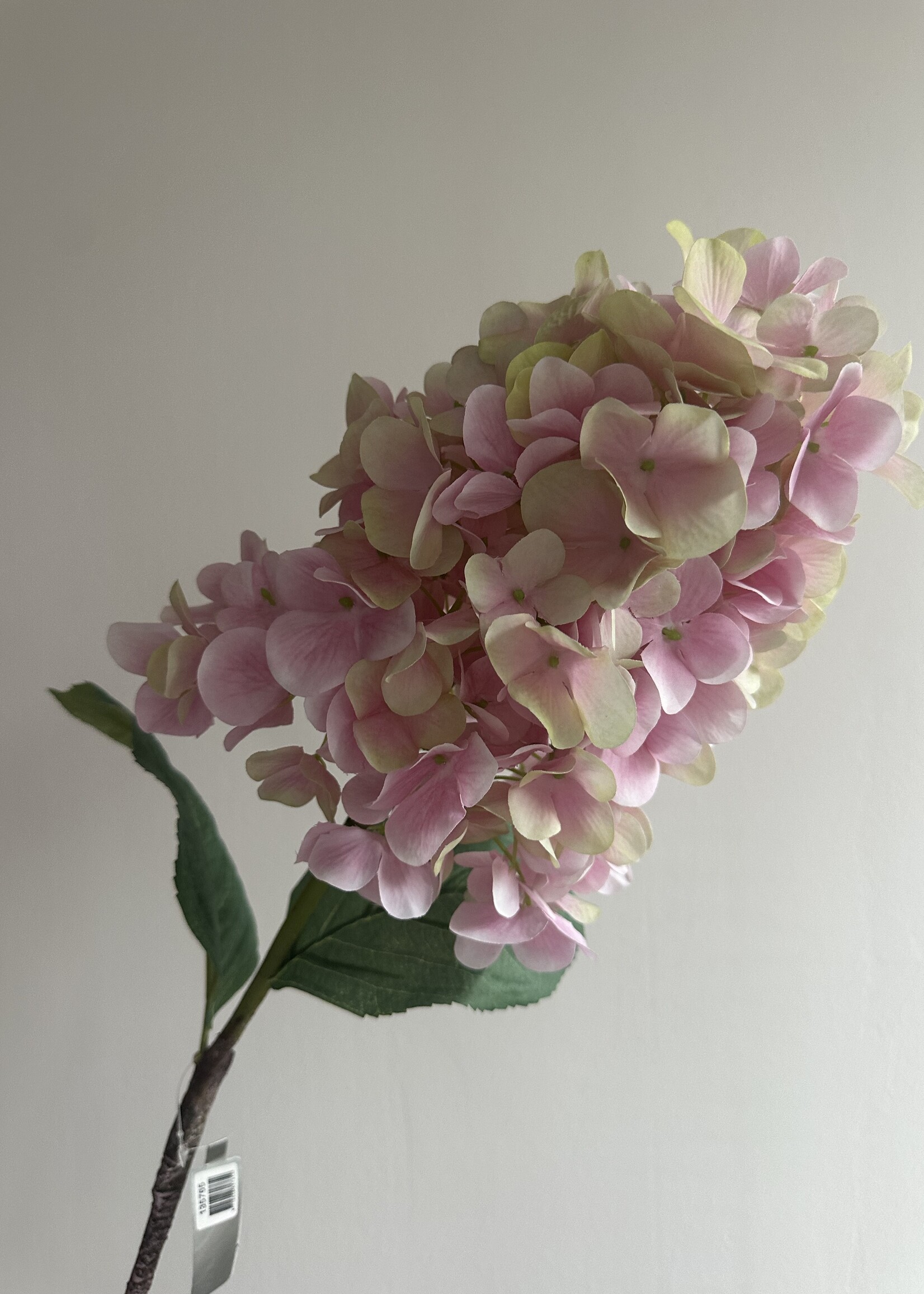 Punt Hortensia  licht roze