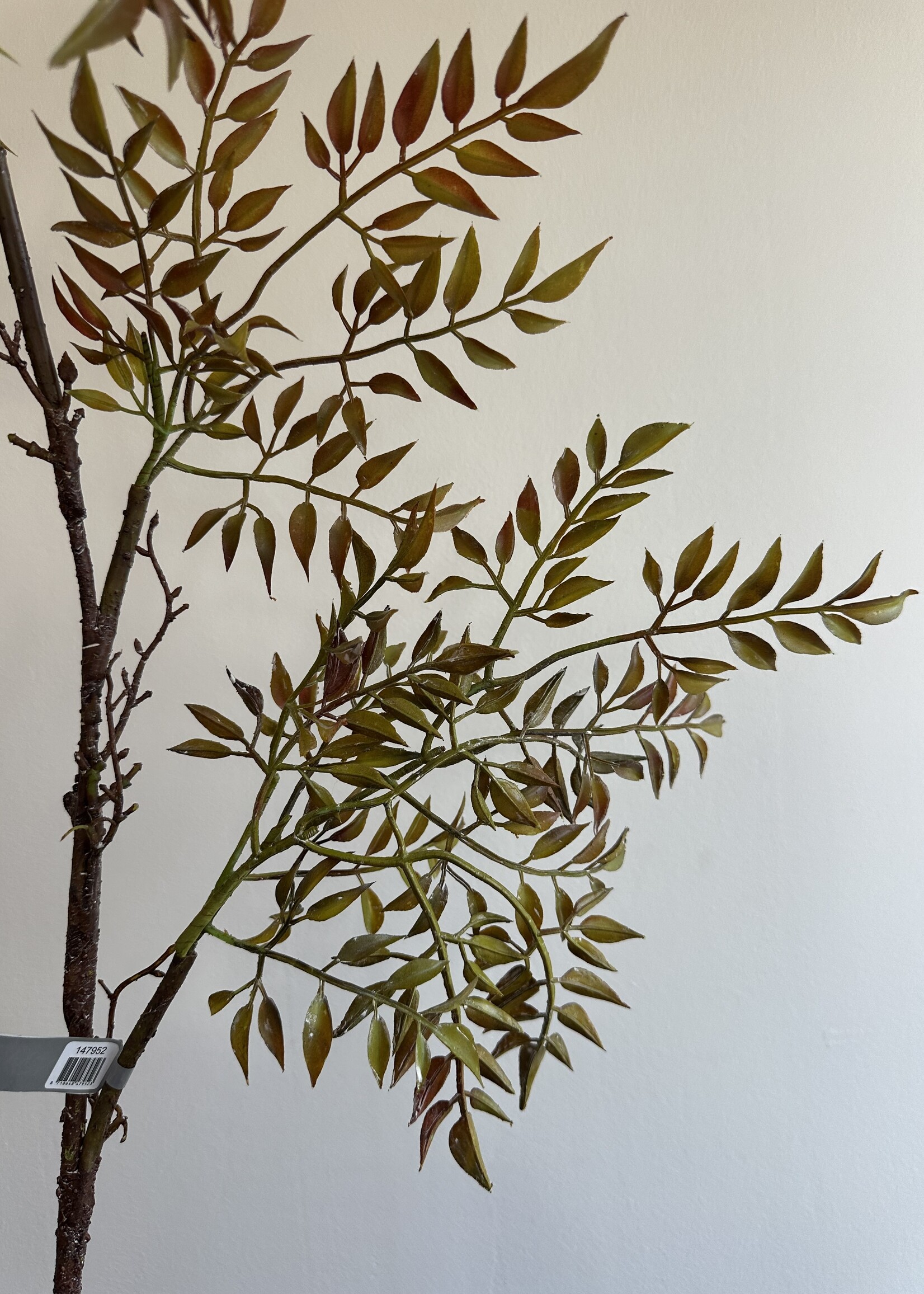 Mahonietak grn. -br.