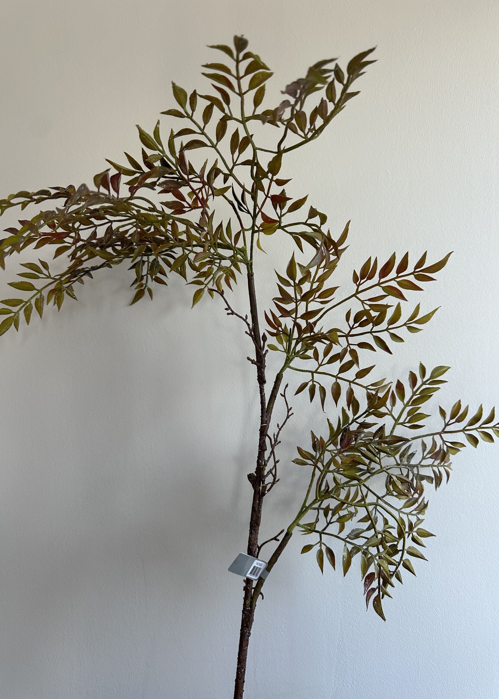 Mahonietak grn. -br.