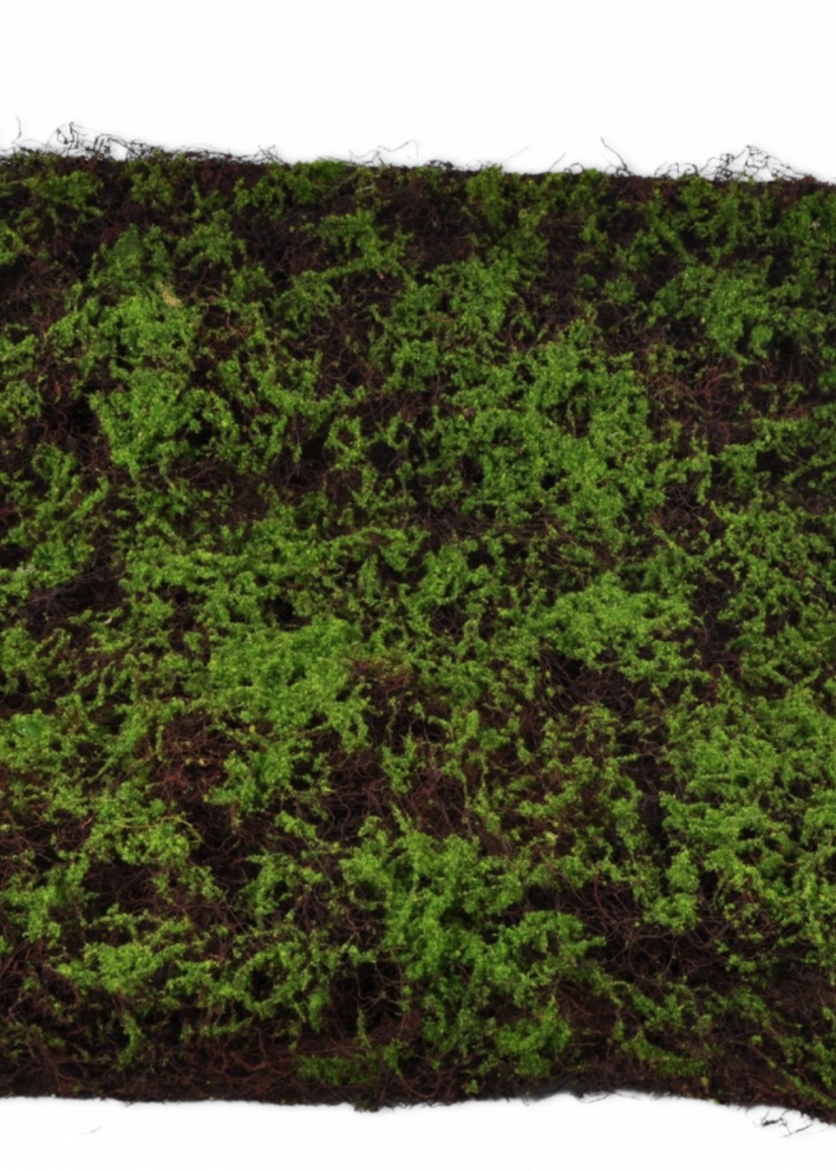 Mosplag  100 x 100 cm