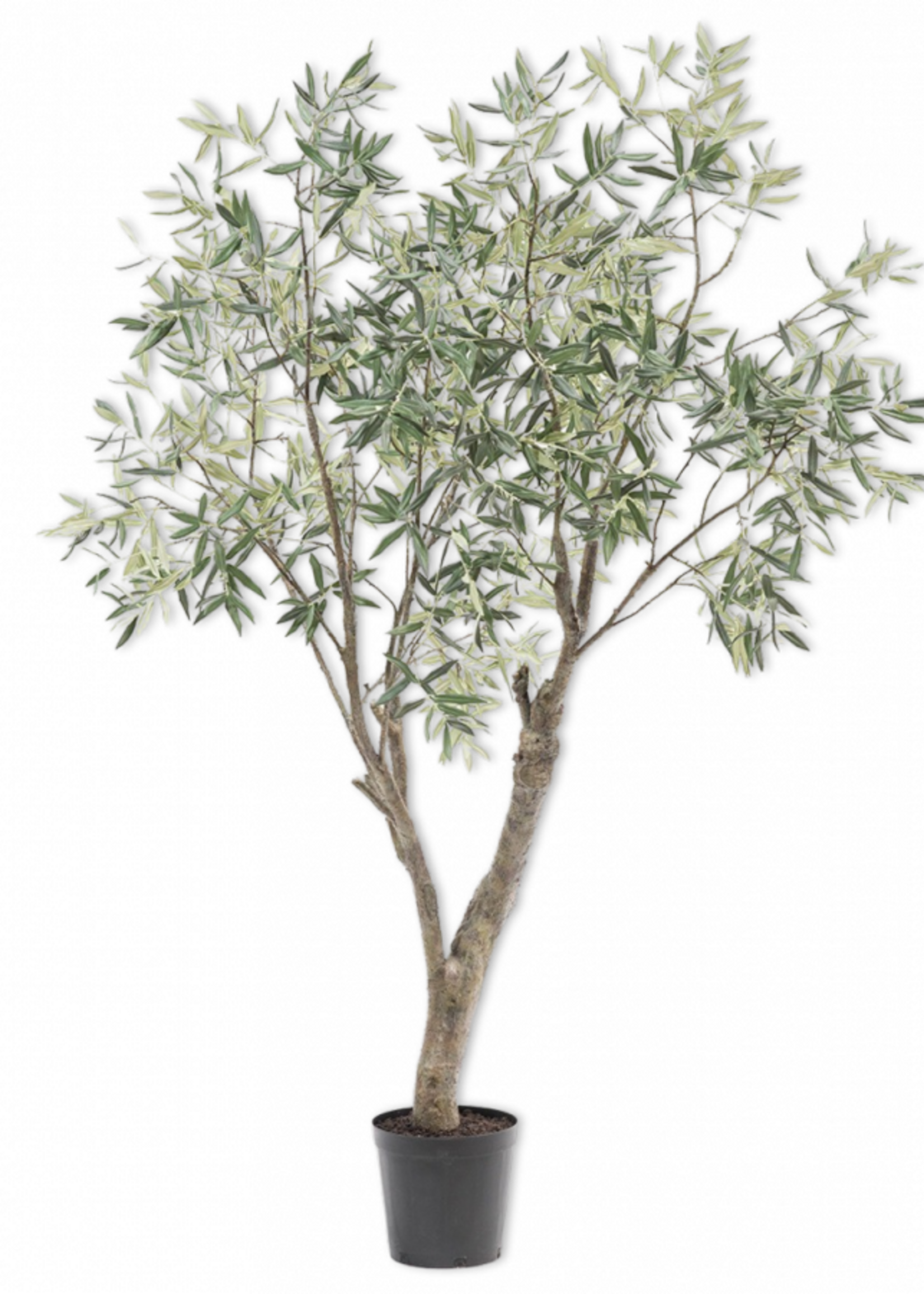 olijfboom  groen 198 cm