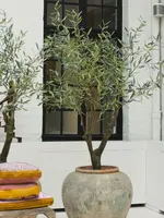 Olijfboom groen 198 cm