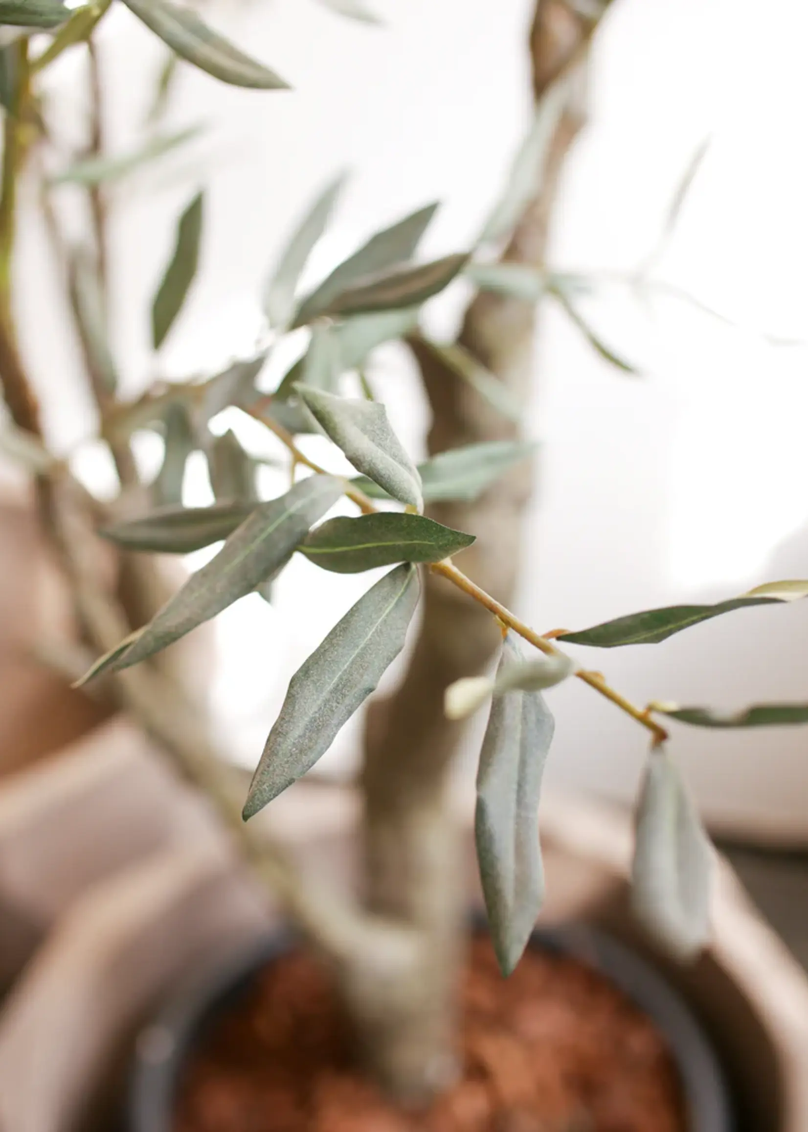 olijfboom  groen 198 cm