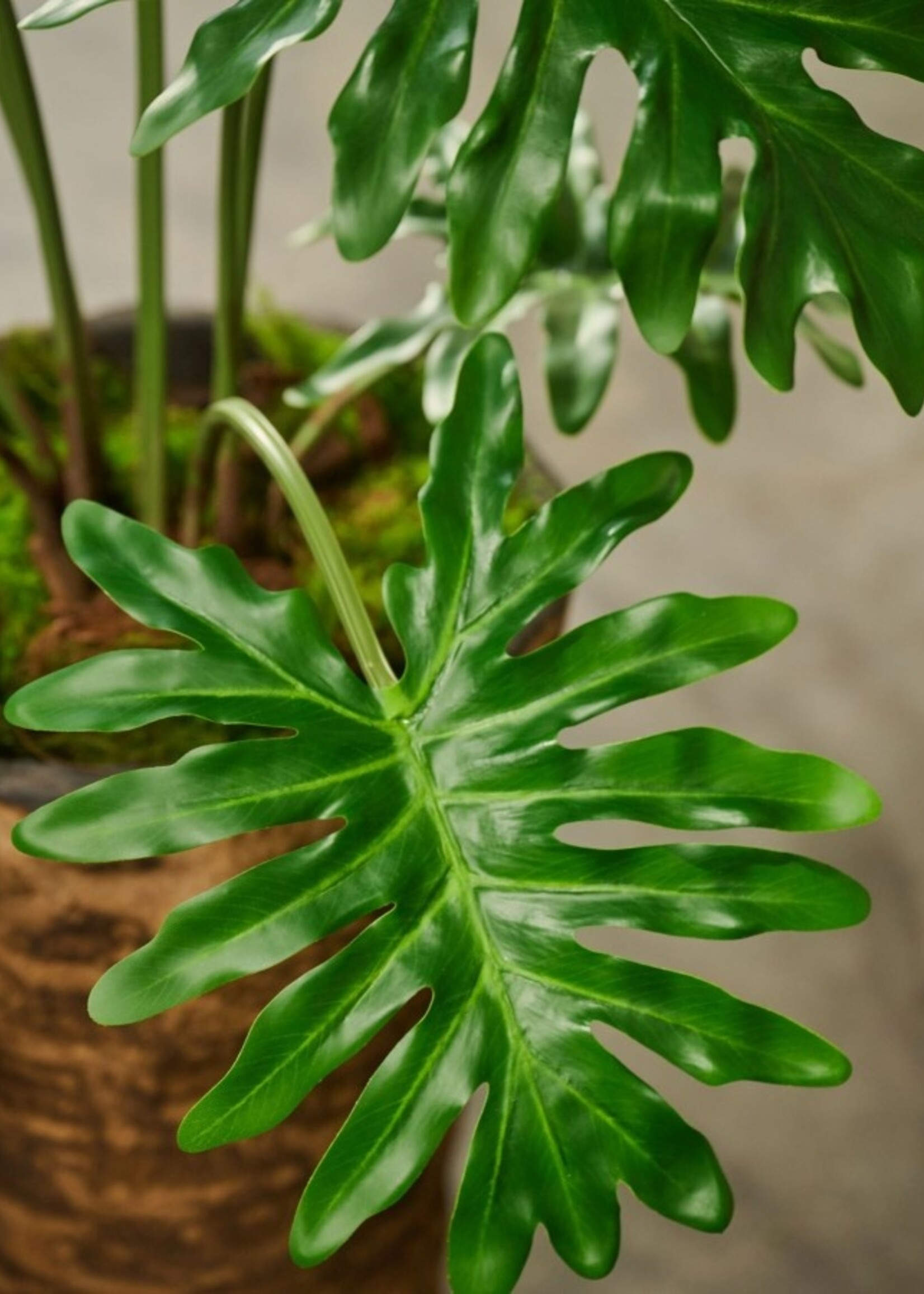 Philodendron plant grn. 130 cm Hoog