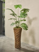 Philodendron plant grn. 130 cm Hoog