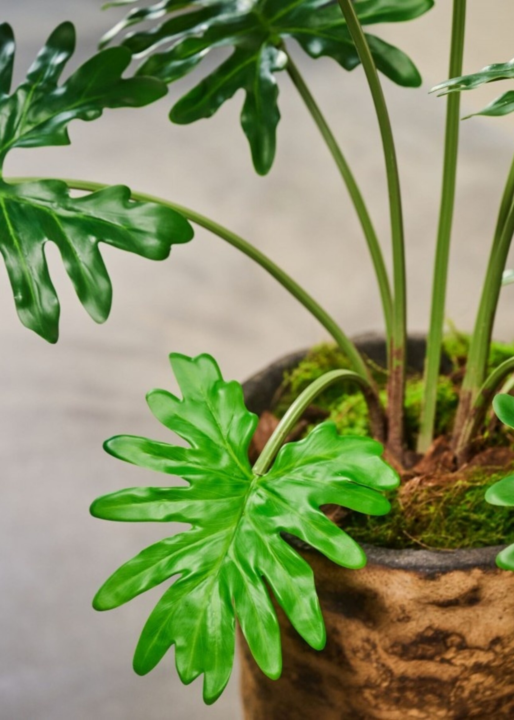 Philodendron plant grn. 130 cm Hoog