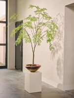 Aralia boom in pot, H 210 cm