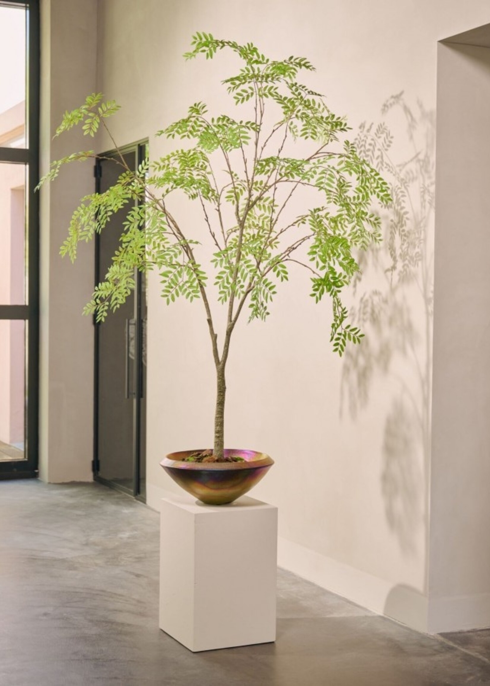 Aralia boom in pot, H 210 cm