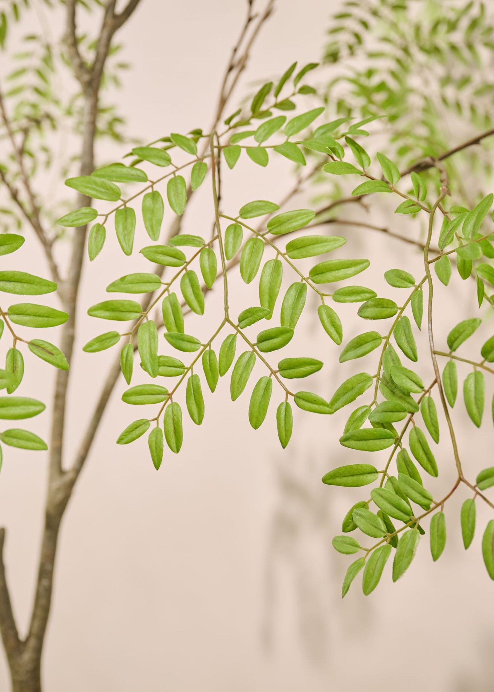 Aralia boom in pot, H 210 cm