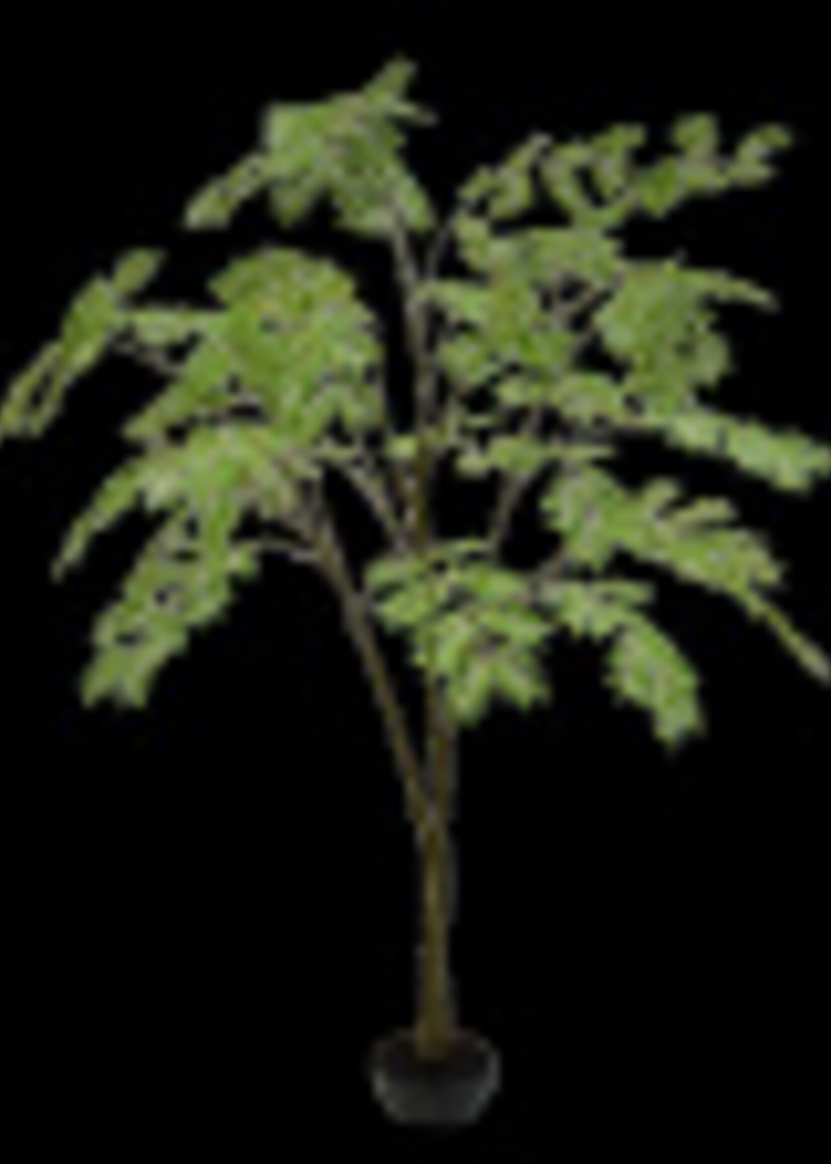 Aralia boom in pot, H 210 cm